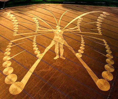 netherlands-butterfly-metamorphosis-transformation-crop-circle